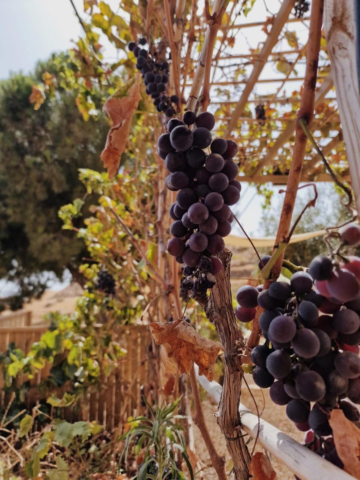 Glamping Finca El Olivo Mijas Exterior photo